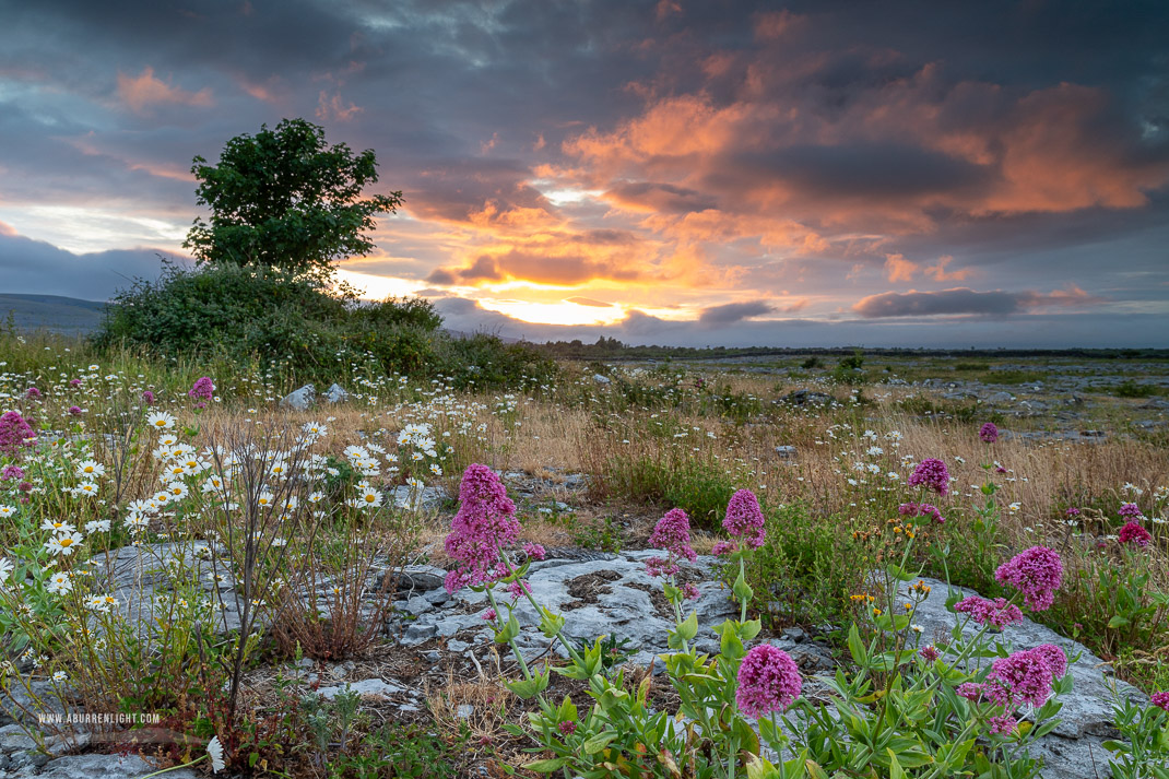 The Burren Clare Ireland - daisies,flowers,june,lowland,spring,sunset,valerian