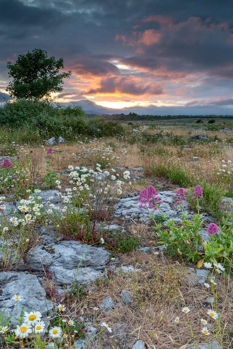 The Burren Clare Ireland - daisies,flowers,june,lowland,spring,sunset,valerian