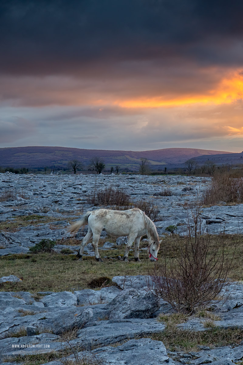 The Burren Clare Ireland - april,horse,lowlands,orange,spring,sunset,lowland,animals