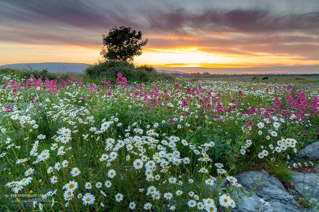 The Burren Clare Ireland - daisies,flowers,june,lowland,orange,spring,sunset,valerian