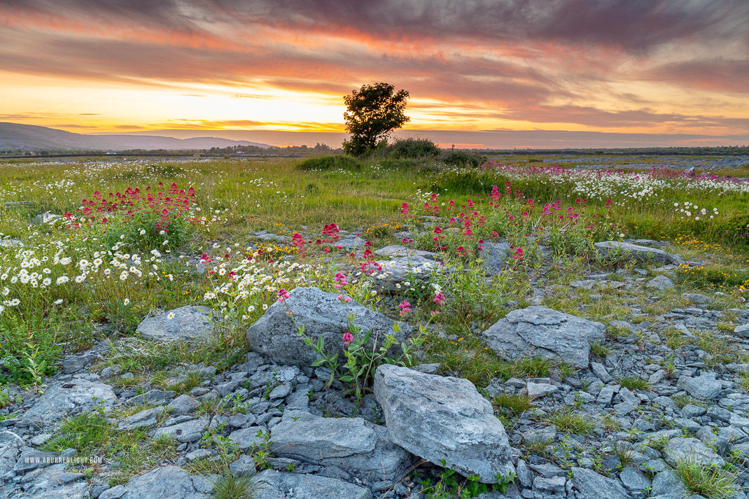 The Burren Clare Ireland - daisies,flowers,june,lowland,orange,spring,sunset,valerian