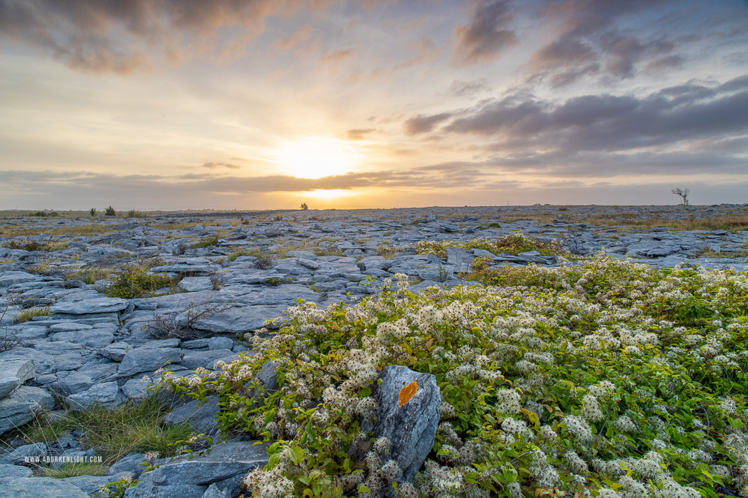 The Burren Clare Ireland - august,flower,golden,lowland,summer,sunrise