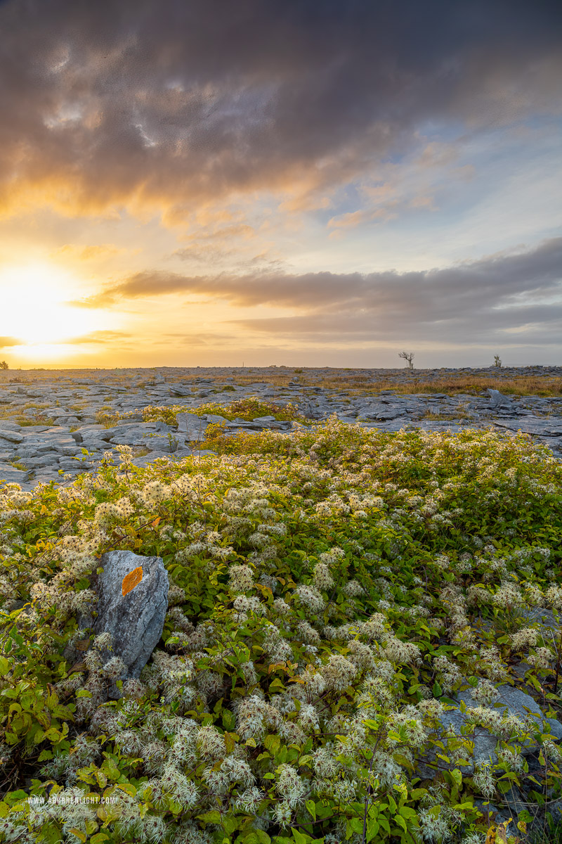 The Burren Clare Ireland - august,flower,golden,lowland,summer,sunrise,portfolio