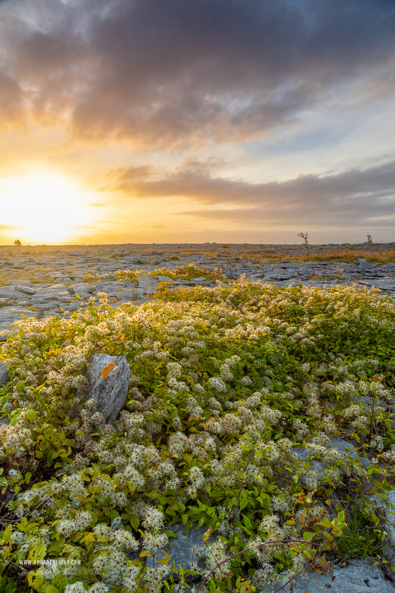 The Burren Clare Ireland - august,flower,golden,lowland,summer,sunrise