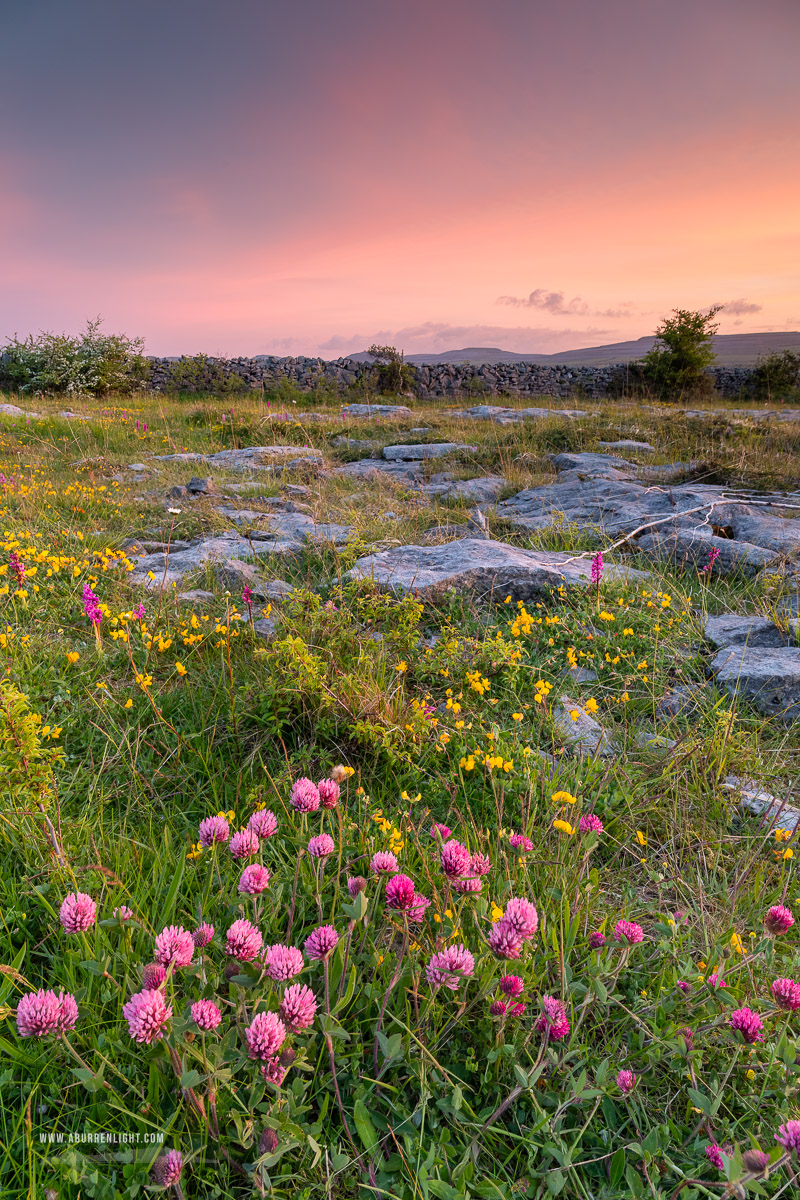 The Burren Clare Ireland - afterburn,dusk,flower,may,orchid,spring,dusk,lowland