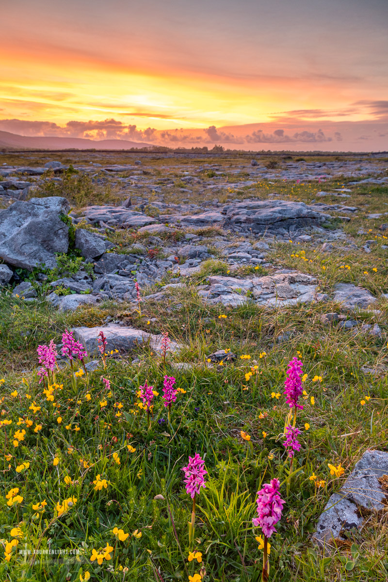 The Burren Clare Ireland - afterburn,dusk,flower,may,orchid,spring,dusk,lowland