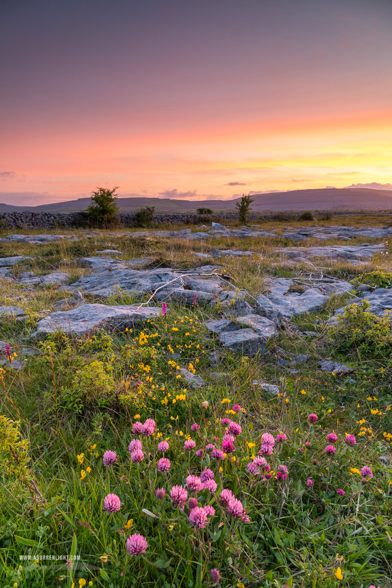 The Burren Clare Ireland - afterburn,dusk,flower,long exposure,may,spring,dusk,lowland