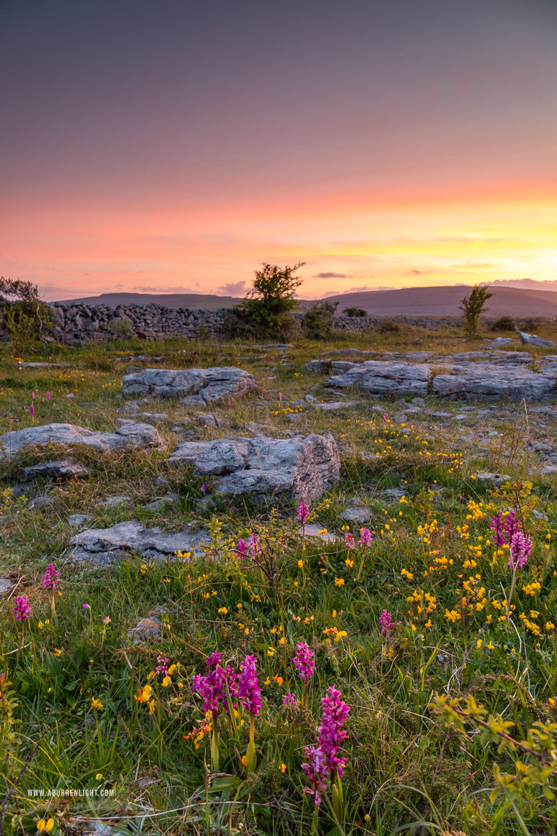 The Burren Clare Ireland - afterburn,dusk,flower,long exposure,may,orchid,spring,dusk,lowland