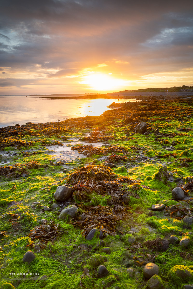 The Doorus peninsula Kinvara Clare Ireland - algae,doorus,september,summer,sunrise,coast,green,golden