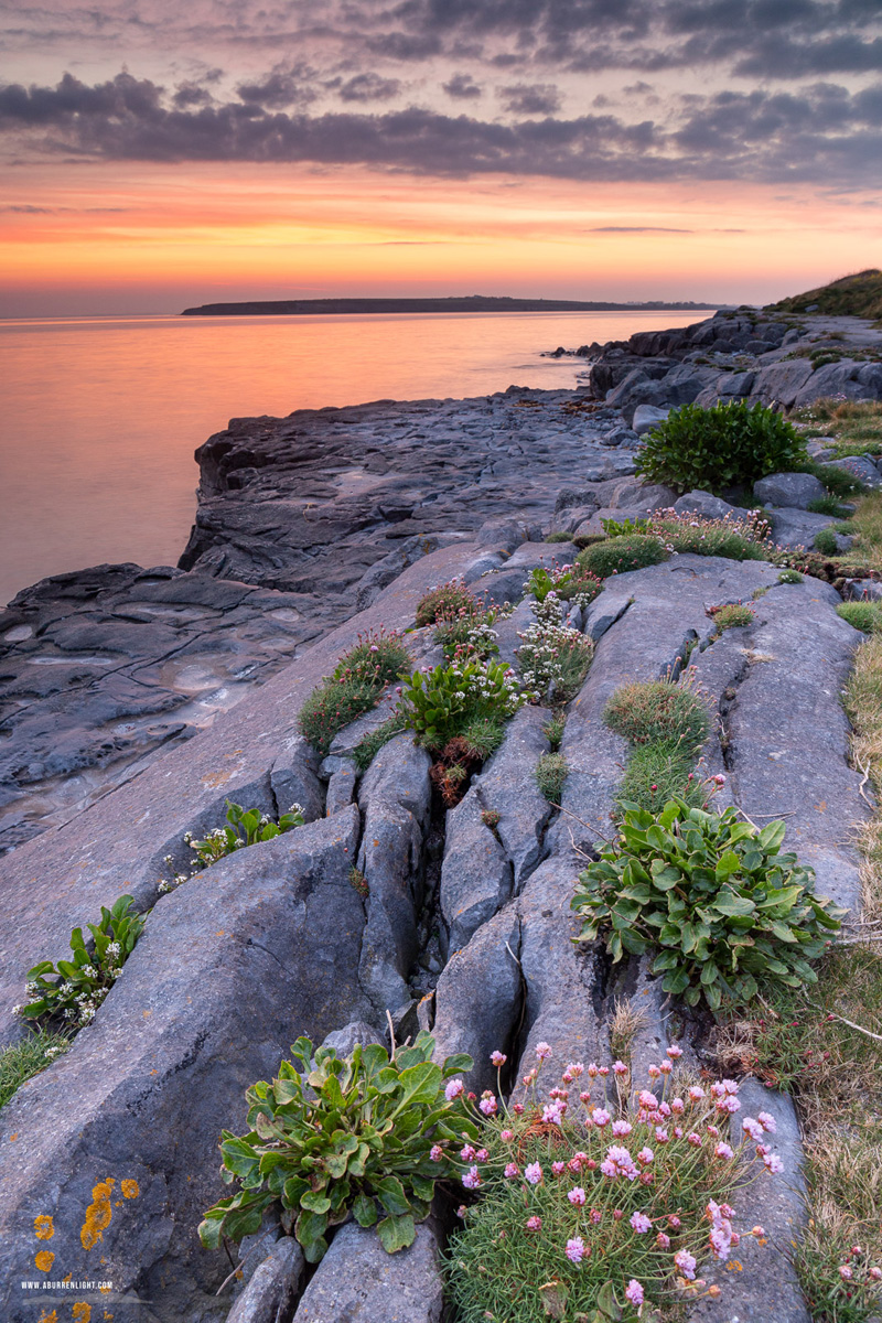 The Flaggy Shore Kinvara Wild Atlantic Way Clare Ireland - april,flaggy shore,flowers,long exposure,orange,spring,twilight,coast,orange