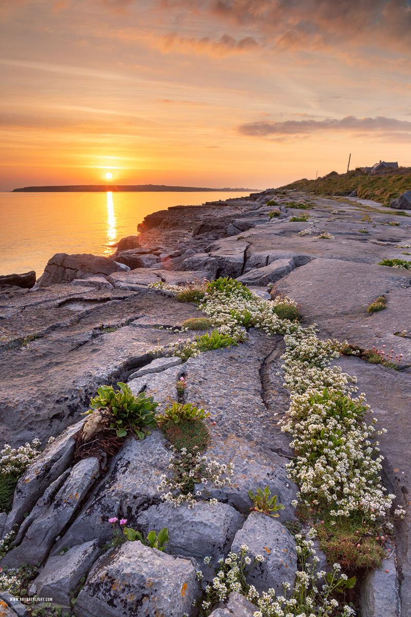The Flaggy Shore Kinvara Wild Atlantic Way Clare Ireland - april,flaggy shore,flowers,orange,spring,sunrise,coast
