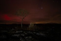 SAR,arc,astro,aurora,january,portfolio,lone tree,long exposure,lowland,night,winter
