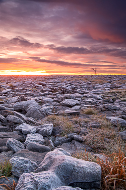 autumn,lone tree,lowlands,november,pick-lowland,twilight