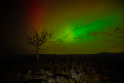 astro,aurora,january,lone tree,lowland,night,winter