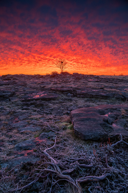 february,lone tree,lowland,pick-lowland,red,roots,twilight,winter,portfolio