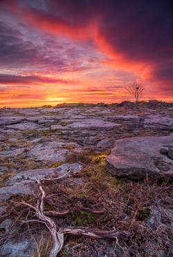 april,lone tree,lowlands,pick-lowland,red,spring,sunrise,twilight,portfolio,limited