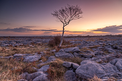 february,lone tree,long exposure,twilight,winter,lowland