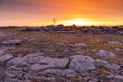 lone tree,march,orange,twilight,winter,portfolio,lowland