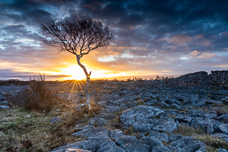 february,lone tree,sunrise,sunstar,winter,golden,lowland