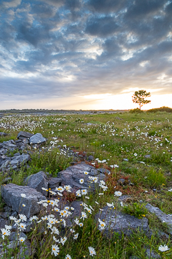 flower,june,lone tree,spring,sunrise,lowland