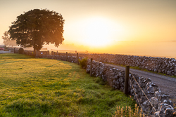 golden,july,lone tree,myst,rural,summer,sunrise,wall,lowland