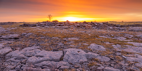 lone tree,march,orange,panorama,twilight,winter,lowland,orange