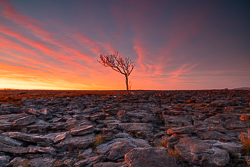 february,lone tree,long exposure,orange,twilight,winter,lowland,pink