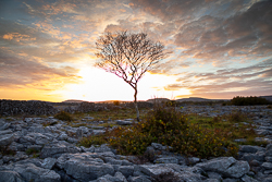 autumn,lone tree,october,sunset,lowland,golden