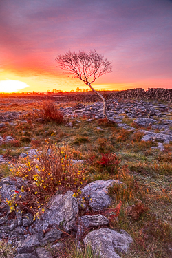 autumn,lone tree,november,red,twilight,wall,golden,lowland