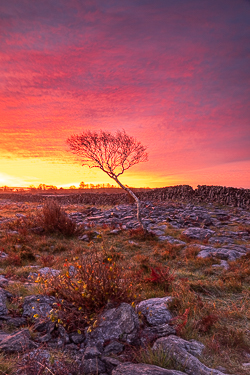 autumn,lone tree,november,red,twilight,wall,portfolio,lowland