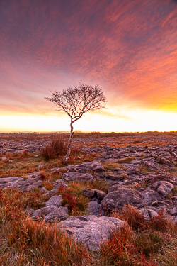 autumn,lone tree,november,red,twilight,wall,lowland