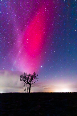 Pleiades,SAR,STEVE,Venus,aurora,autumn,lone tree,night,november,lowland,astro,long exposure