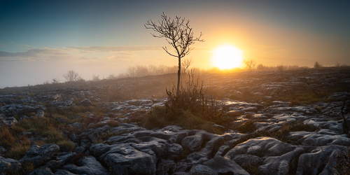 autumn,december,lone tree,mist,panorama,sunset,park