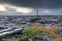 january,lone tree,winter,lowland