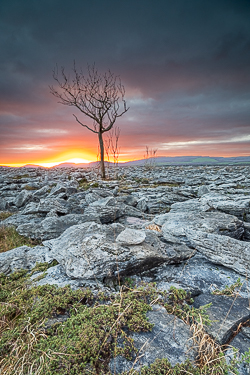 january,lone tree,lowlands,sunset,winter