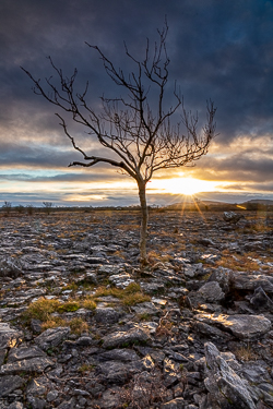 january,lone tree,sunset,sunstar,winter,lowland