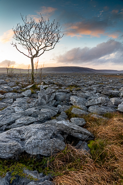 lone tree,november,sunset,winter,lowland