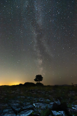 astro,august,lone tree,long exposure,lowland,milky way,night,summer