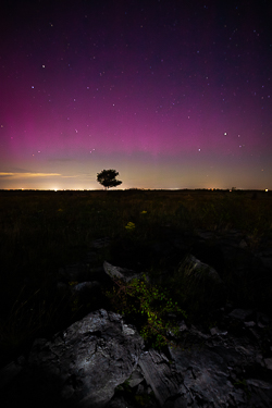 astro,aurora,lone tree,lowland,september,summer,long exposure,night