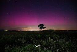 astro,aurora,lone tree,lowland,september,summer,long exposure,night