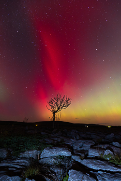 astro,aurora,autumn,lone tree,lowland,night,october,pilars,portfolio