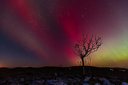 astro,aurora,autumn,lone tree,lowland,night,october,pilars