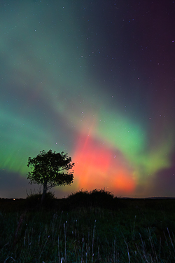 astro,aurora,autumn,lone tree,lowland,night,october,pilars