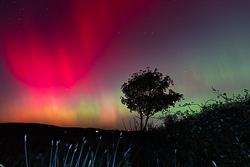 astro,aurora,autumn,lone tree,lowland,night,october,pilars