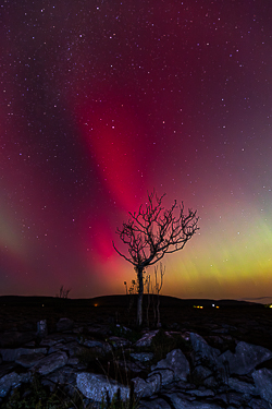 astro,aurora,autumn,lone tree,lowland,night,october,pilars