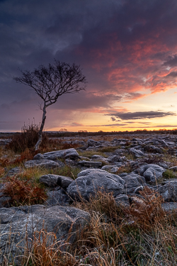 autumn,lone tree,lowland,november,twilight,wall,portfolio