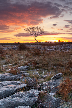 autumn,lone tree,lowland,november,twilight,wall