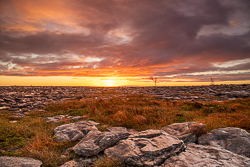 lone tree,lowland,orange,sunrise