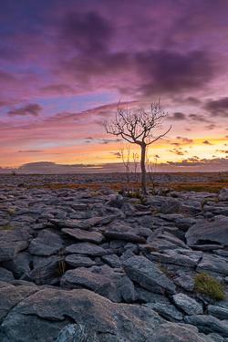 autumn,lone tree,lowland,october,pink,purple,twilight