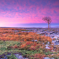 autumn,lone tree,lowland,november,pink,square,twilight